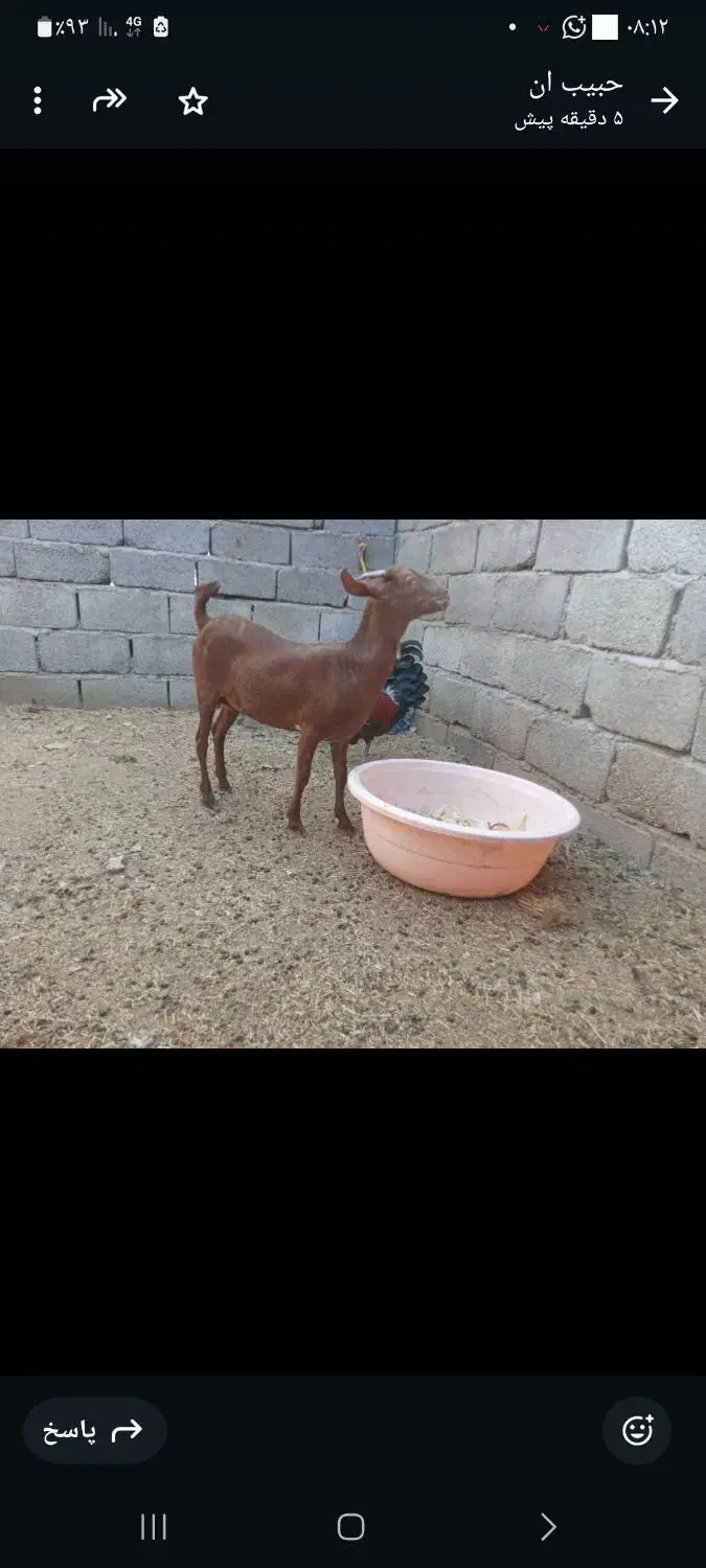 گیسه صلاله وبزمحلی داشتی وگوشتی چاق|حیوانات مزرعه|بندرعباس, |دیوار