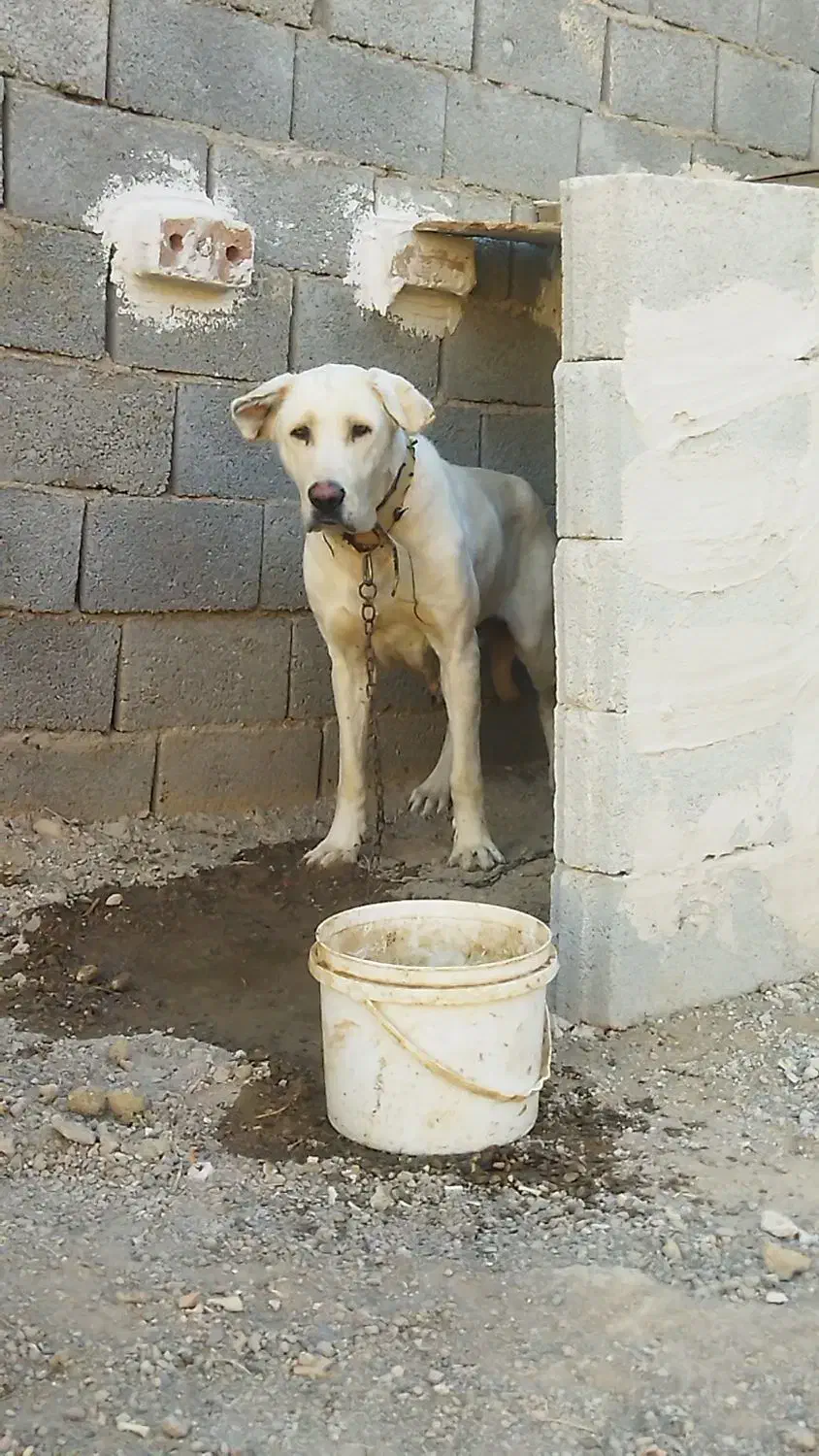 دو عدد ماده عراقی نسل سفید بستان آباد درجه یک|سگ|تبریز, |دیوار