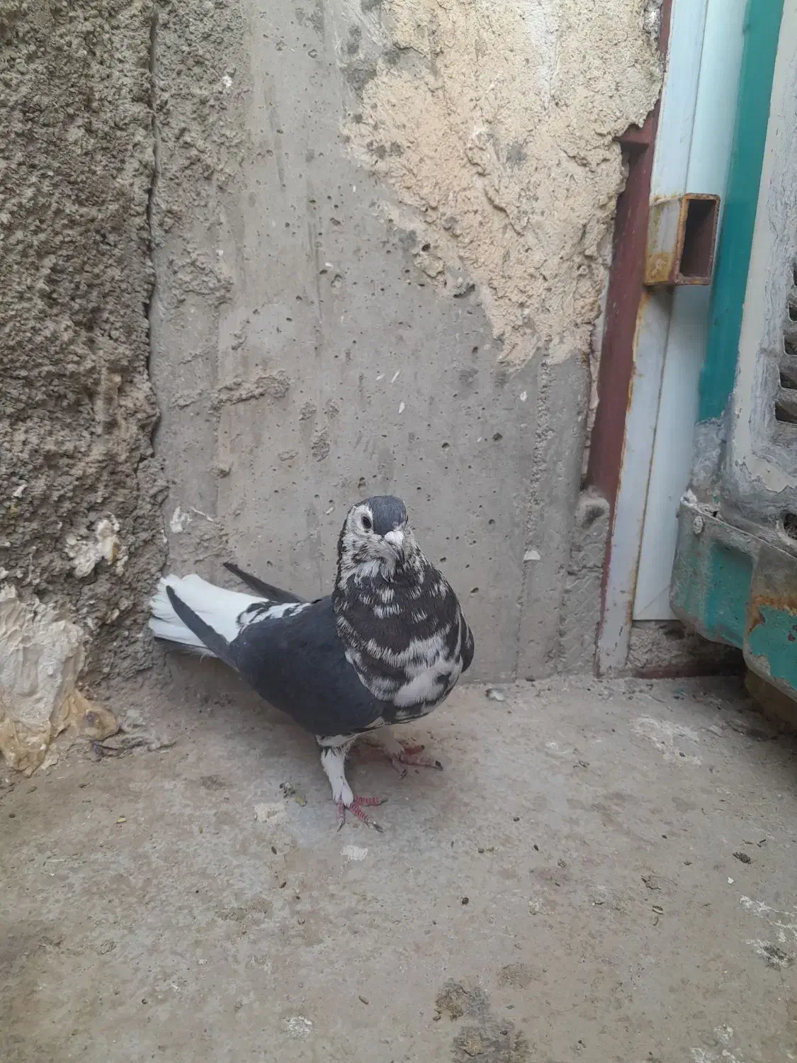 ساده سیاه|پرنده|زارچ, |دیوار