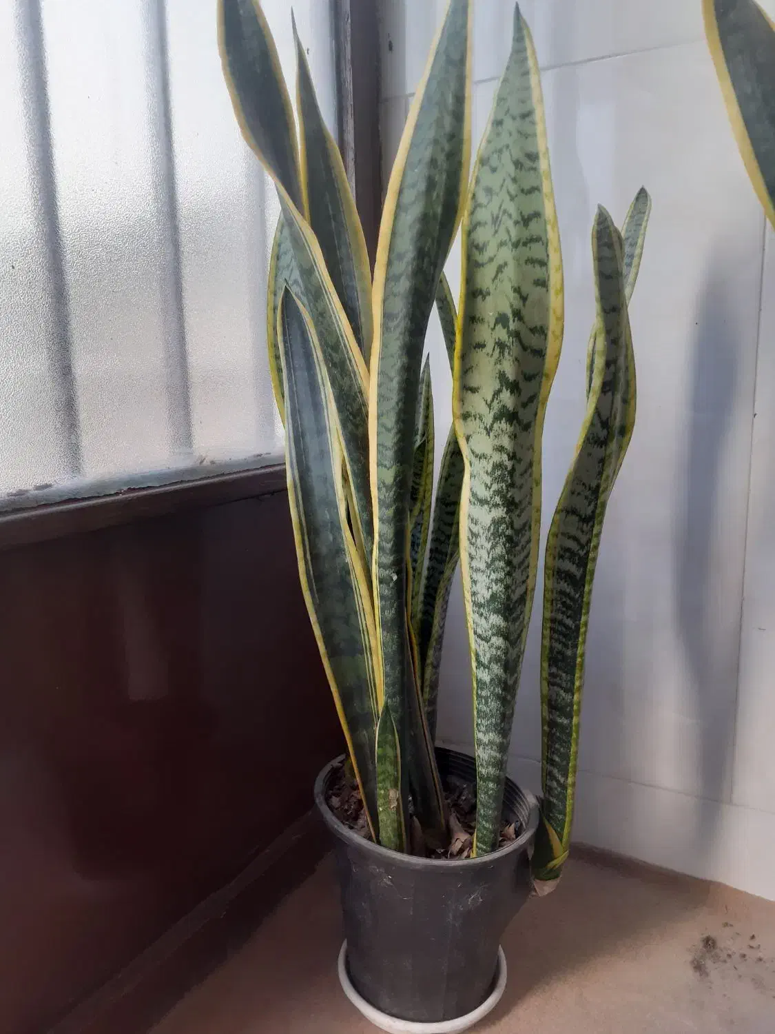 سانسوریا ابلغ|گل و گیاه طبیعی|قم, نیروگاه|دیوار