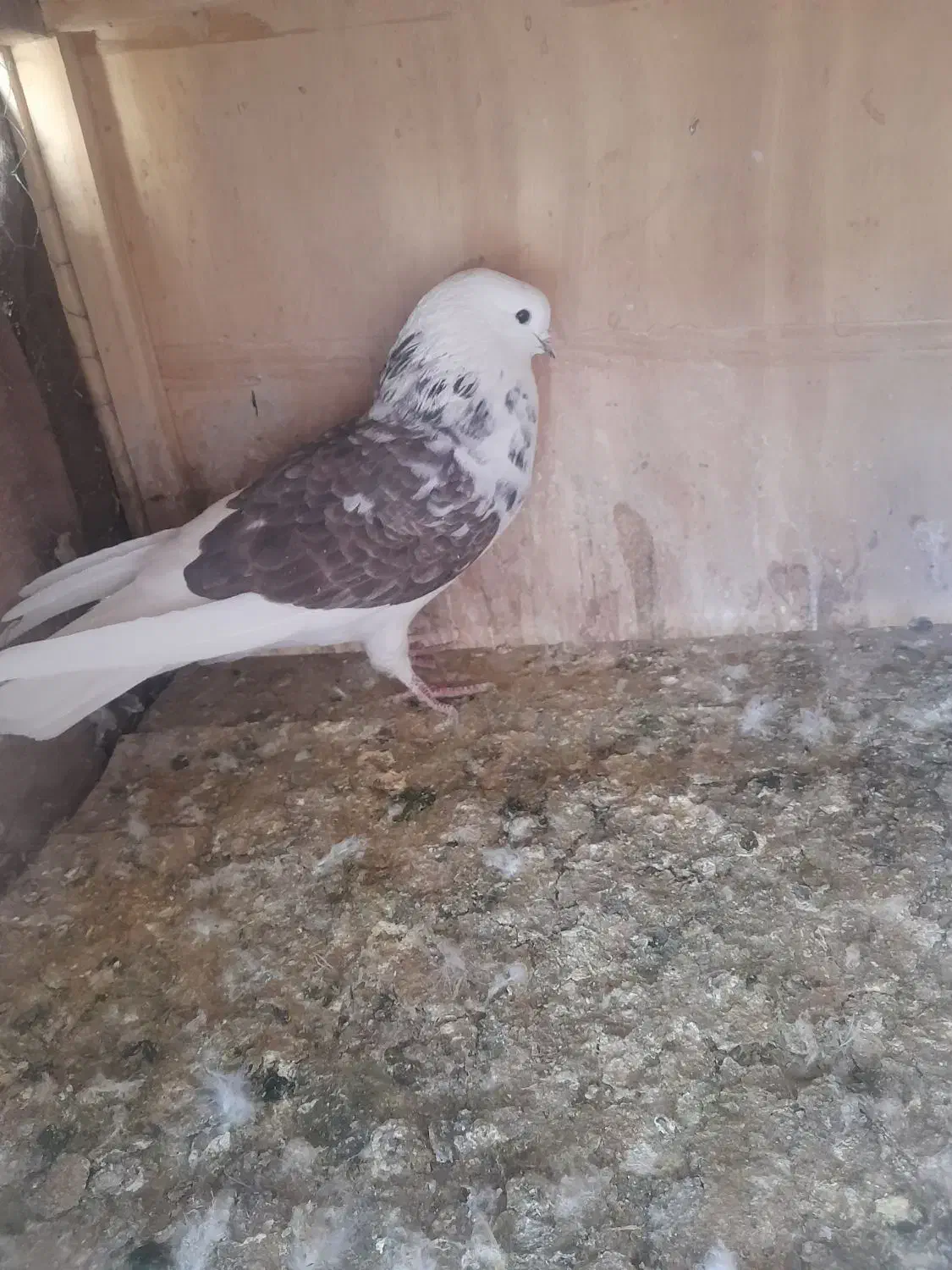 کفتر|پرنده|سیرجان, |دیوار