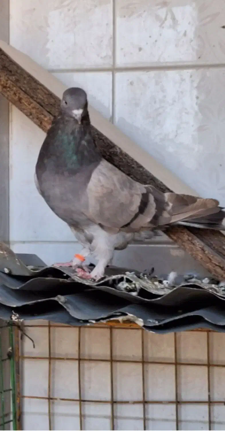 کفتر پرشی|پرنده|نسیمشهر, |دیوار