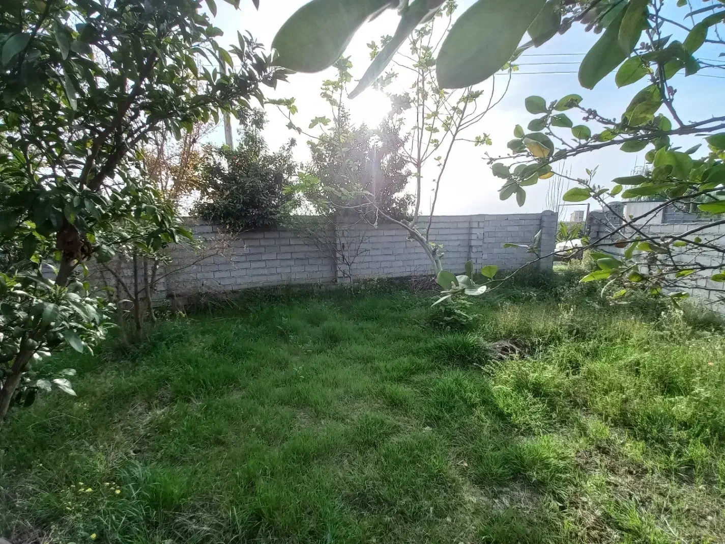 فروش زمین مسکونی در بابل بندپی غربی|فروش زمین و ملک کلنگی|خوشرودپی, |دیوار