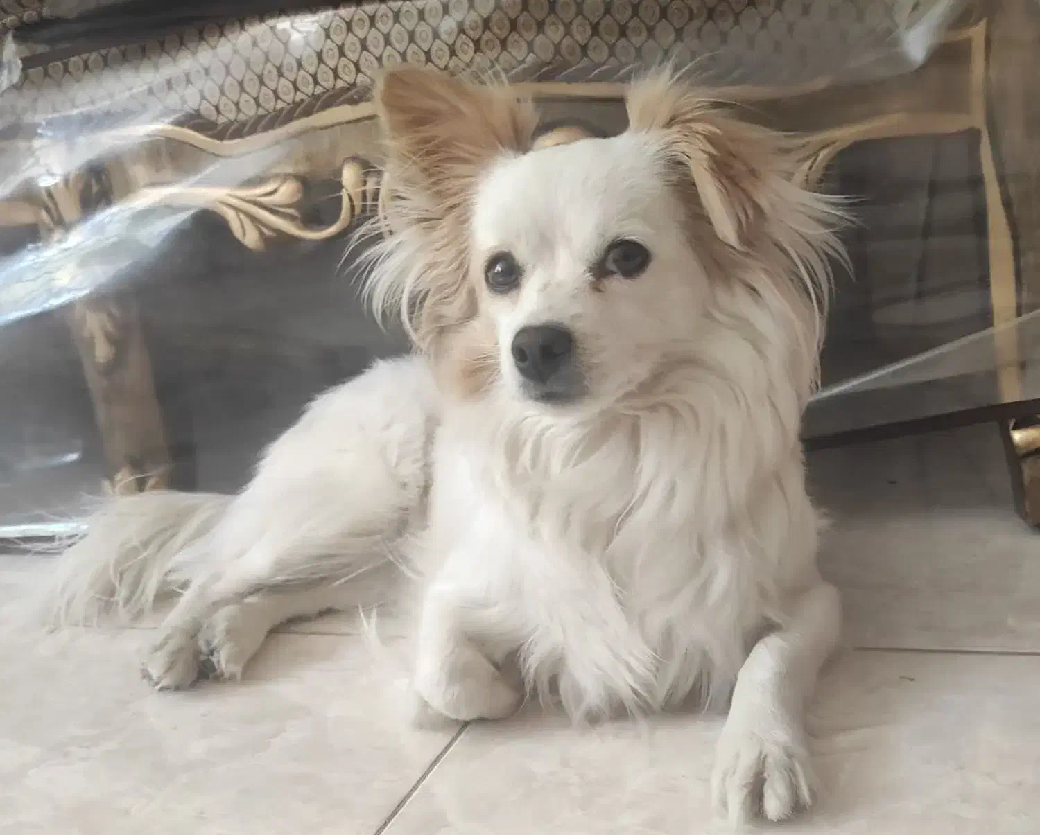 سگ گمشده|حیوانات|اهواز, کیانپارس |دیوار