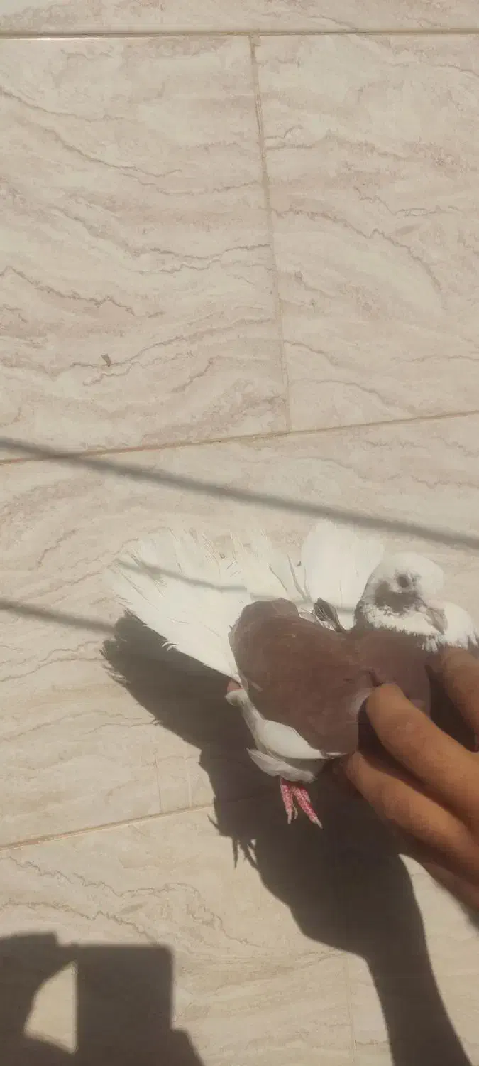 کفتر پرشی و قیمت مناسب|پرنده|اردکان, |دیوار