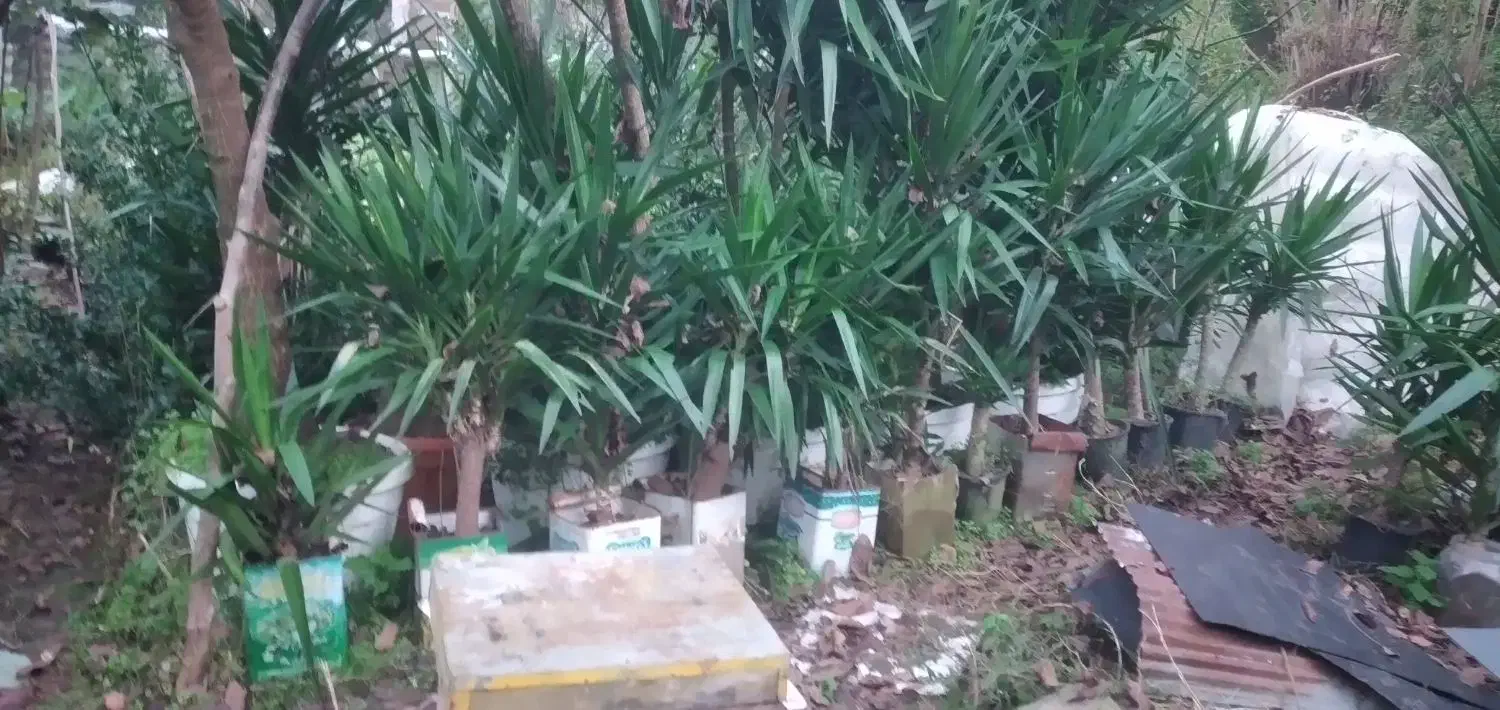 یوکا بزرگ وبنسای قطور،وگلدان۳/۵،گلدان ۱۰و سطل۱۲|گل و گیاه طبیعی|رحیمآباد, |دیوار