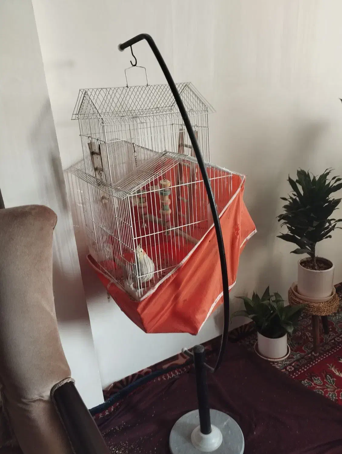 طوطی عروس هلندی|پرنده|اقبالیه, |دیوار