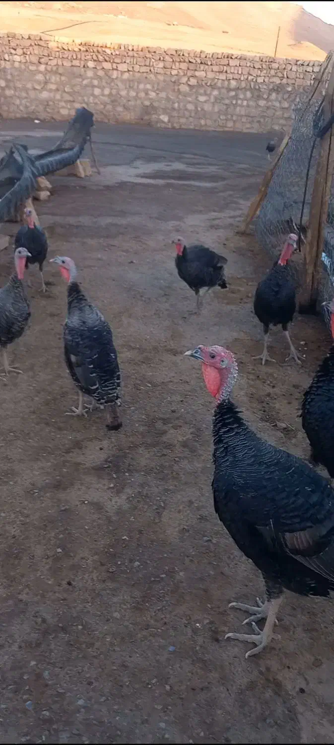 بوقلمون|حیوانات مزرعه|کوهنانی, |دیوار