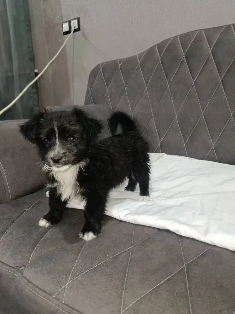 توله پاکوتاه نر|سگ|هشتگرد, تهران دشت|دیوار