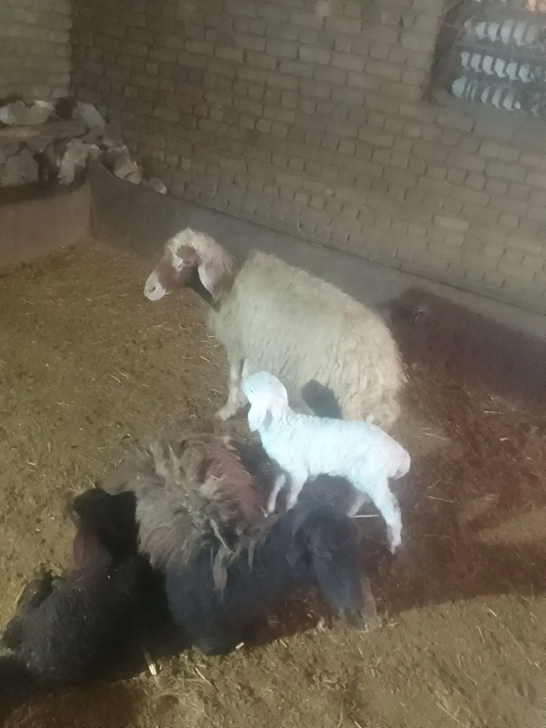 دو گوسفند و یه بره|حیوانات مزرعه|الشتر, |دیوار