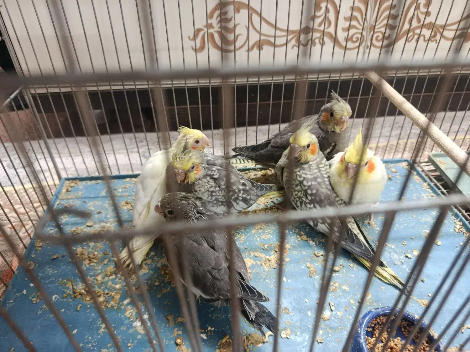 جوجه عروس هلندی|پرنده|قم, انصار‌الحسین|دیوار