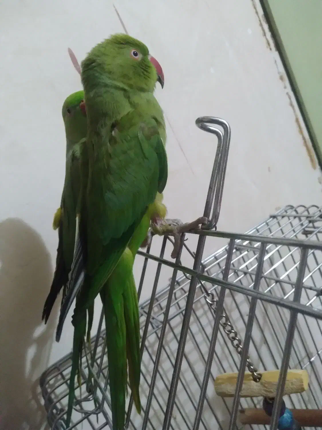 ملنگو یک ساله ماده نیمه دستی، عروس هلندی |پرنده|طرقبه, |دیوار