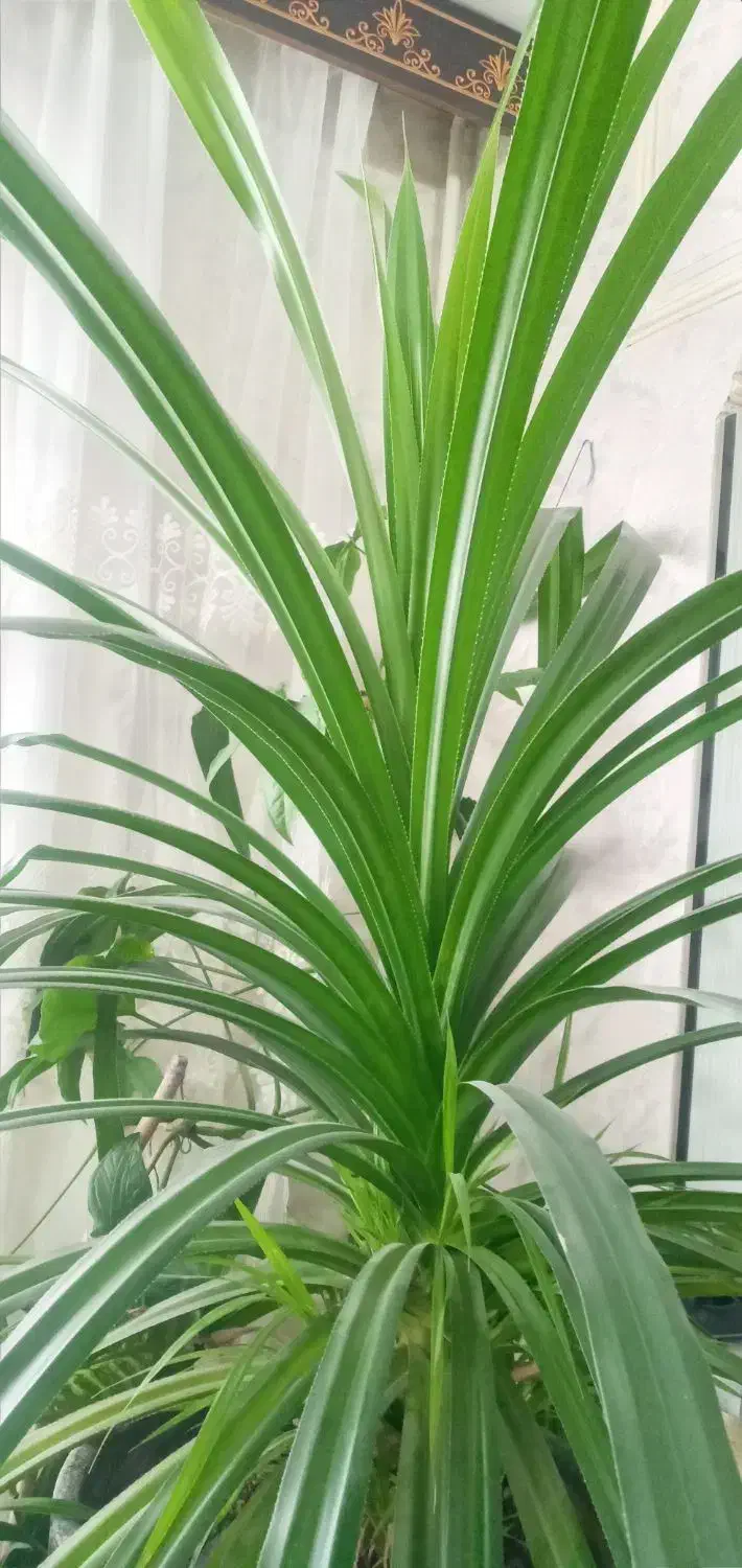 فروش گل|گل و گیاه طبیعی|اسلامشهر, شهرک سالور|دیوار