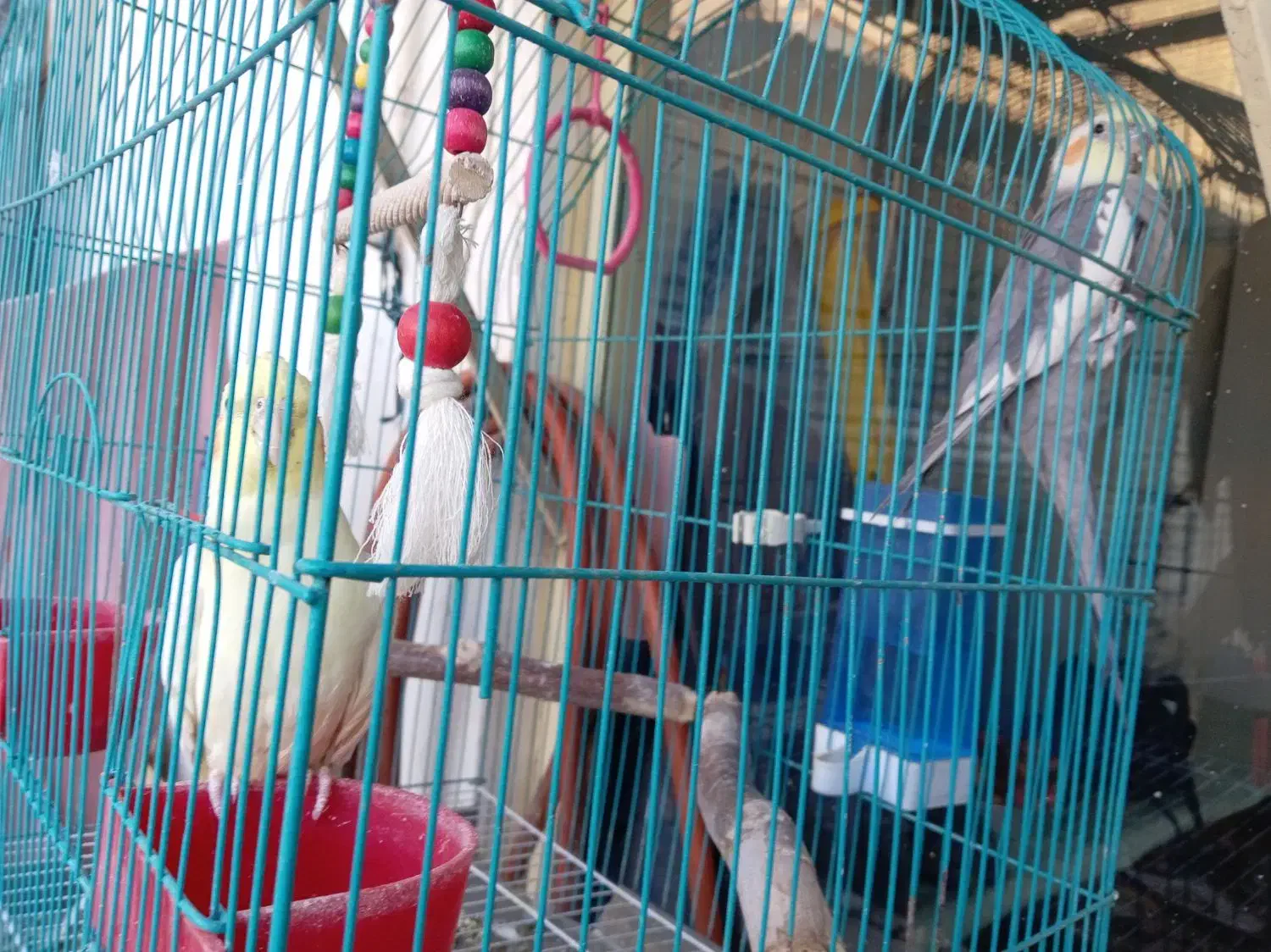 عروس هلندی معاوضه|پرنده|پیر بکران, |دیوار