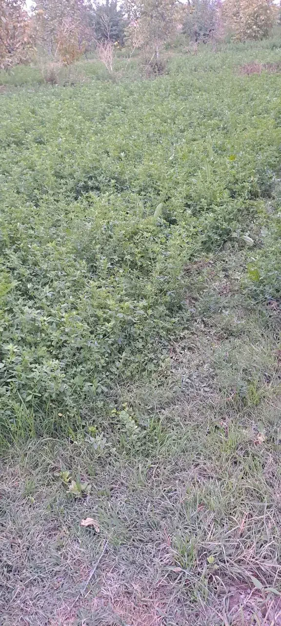 یونجه سبز|خدمات باغبانی و درختکاری|خوی, |دیوار