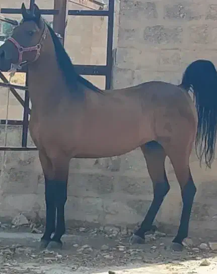 اسب مادیان کرد|اسب و تجهیزات اسبسواری|تبریز, |دیوار