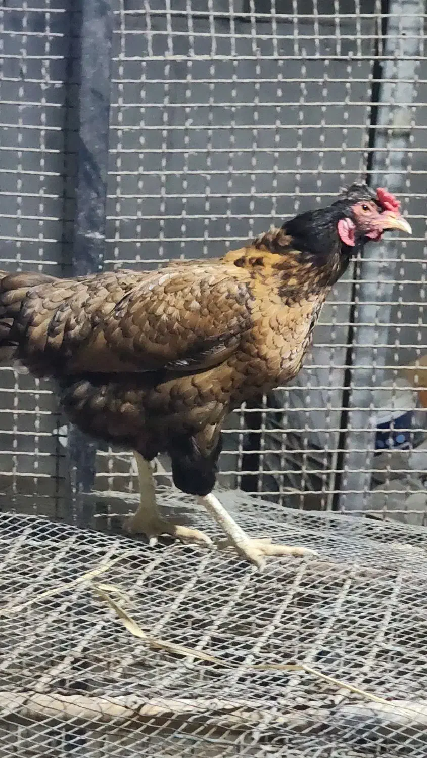 مرغ شهری تخمگذار|حیوانات مزرعه|قشم, |دیوار