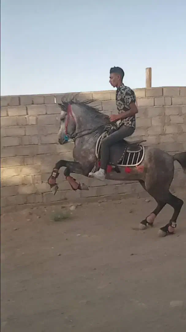 فروش نریان اصیل و استثنایی|اسب و تجهیزات اسبسواری|سیرجان, |دیوار