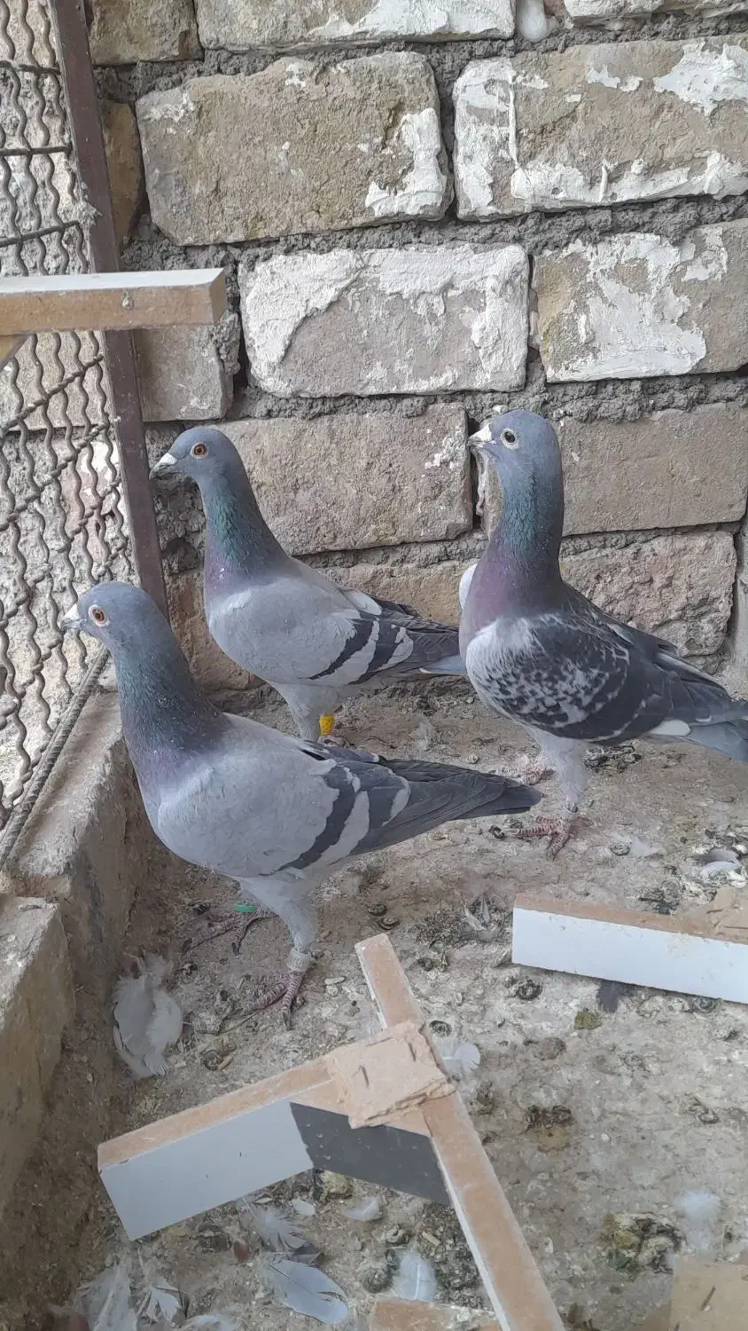 کبوتر گرفتنی و جوانه|پرنده|سبزوار, پاسداران|دیوار