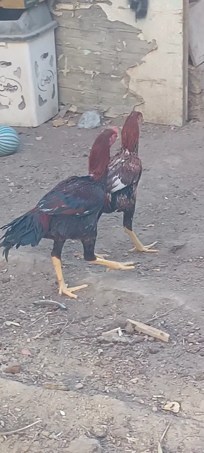 مرغ خروس لاری|حیوانات مزرعه|آبیک, |دیوار