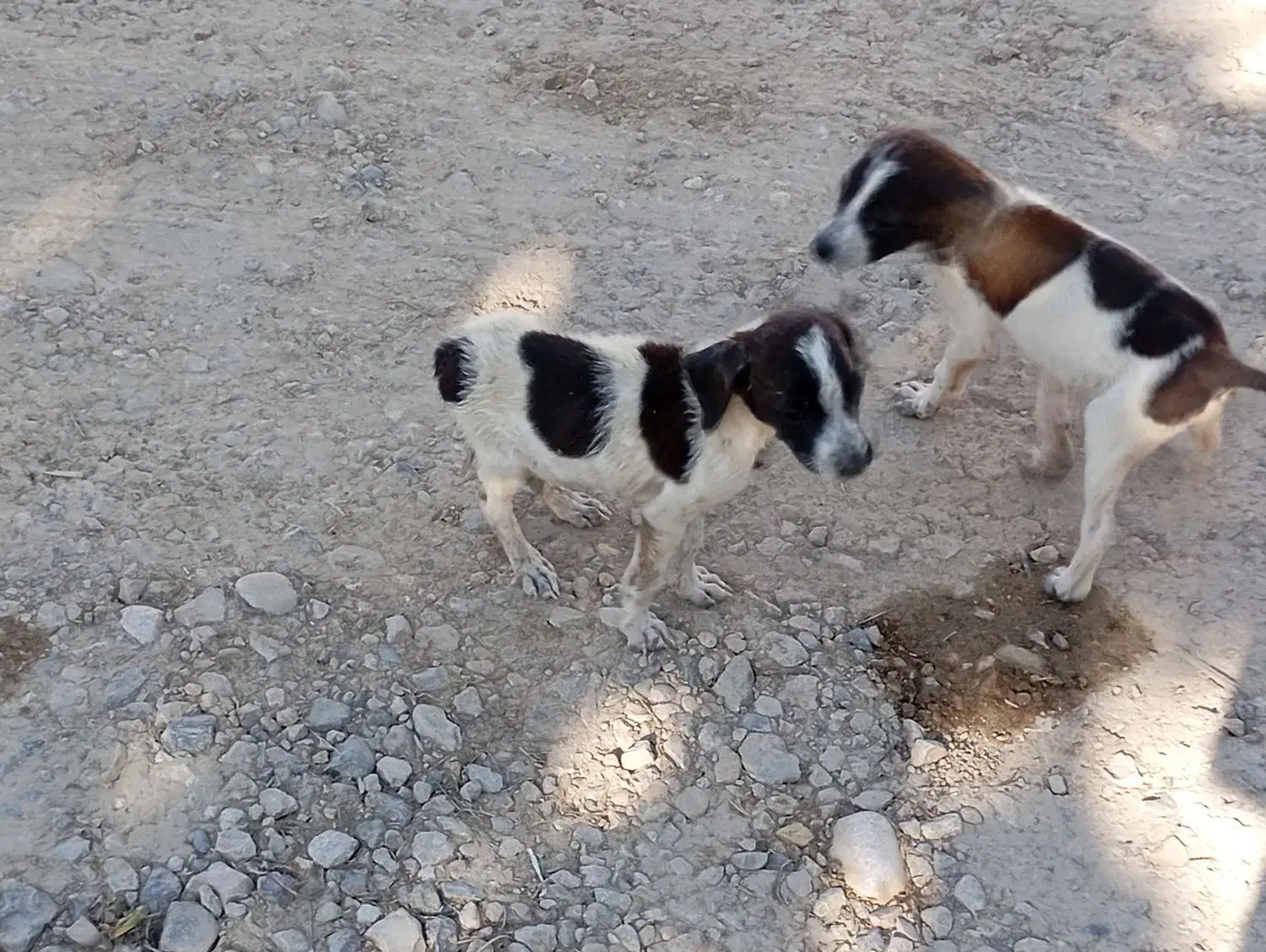 فروشی|سگ|فراغی, |دیوار