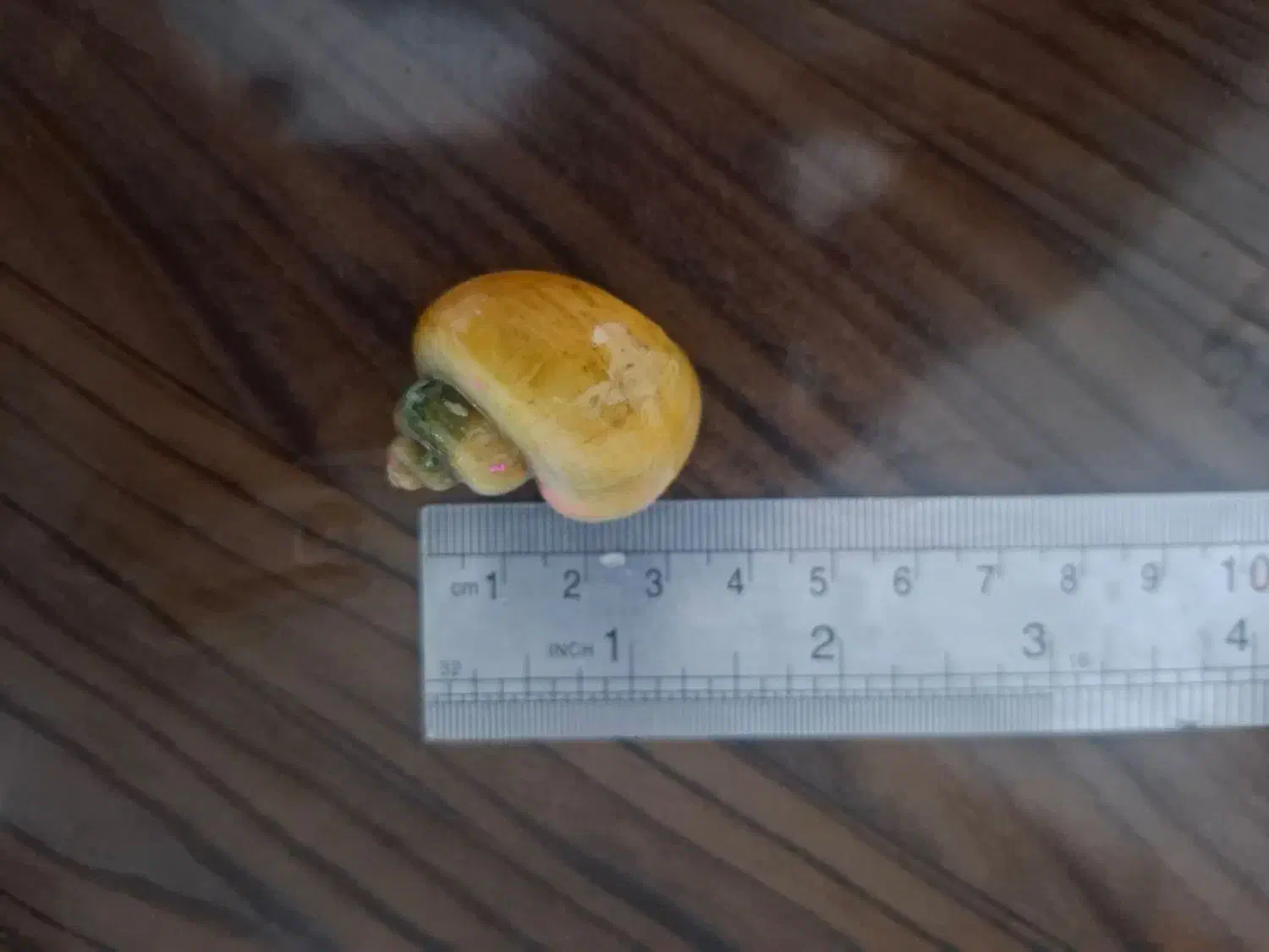 حلزون آبی|خزنده|الیگودرز, |دیوار