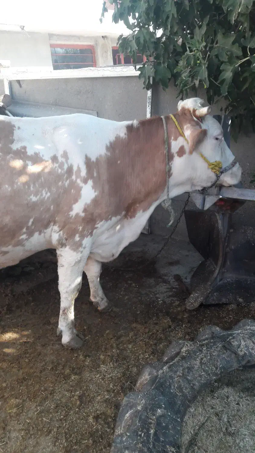 گاو ماده سیمینتال|حیوانات مزرعه|صحنه, |دیوار