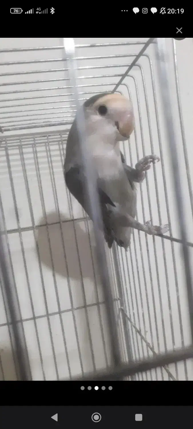 کوتوله ماده کار|پرنده|شهرکرد, |دیوار