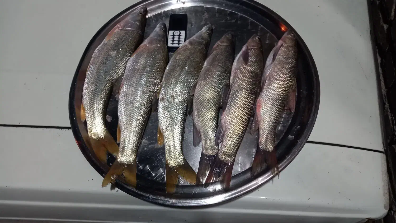 آبگرمکن ماهی|ماهی|آبدانان, |دیوار