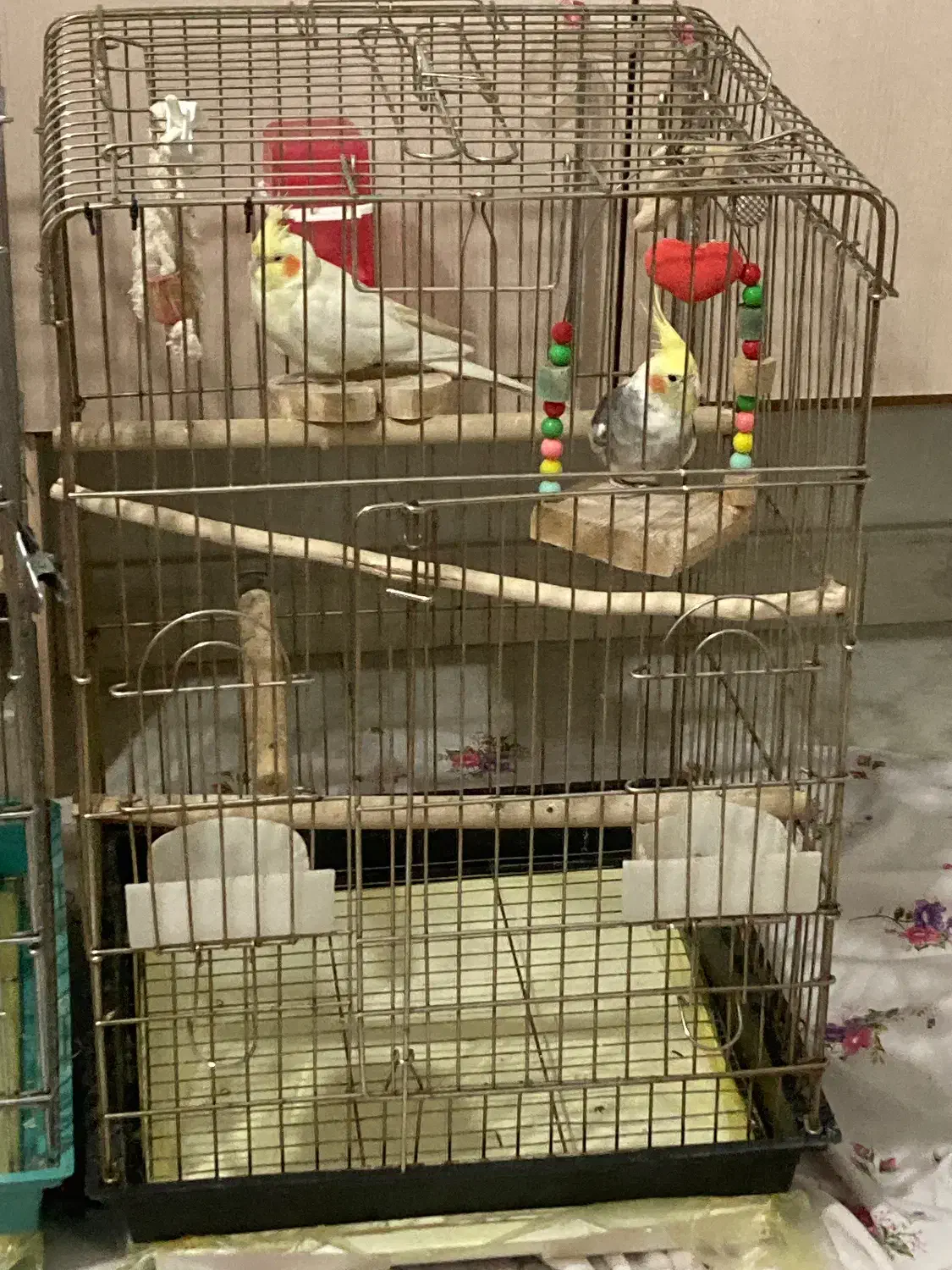 عروس هلندی|پرنده|گرمدره, |دیوار