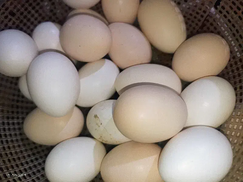 تخم نطفه دار گلین|حیوانات مزرعه|زابل, |دیوار