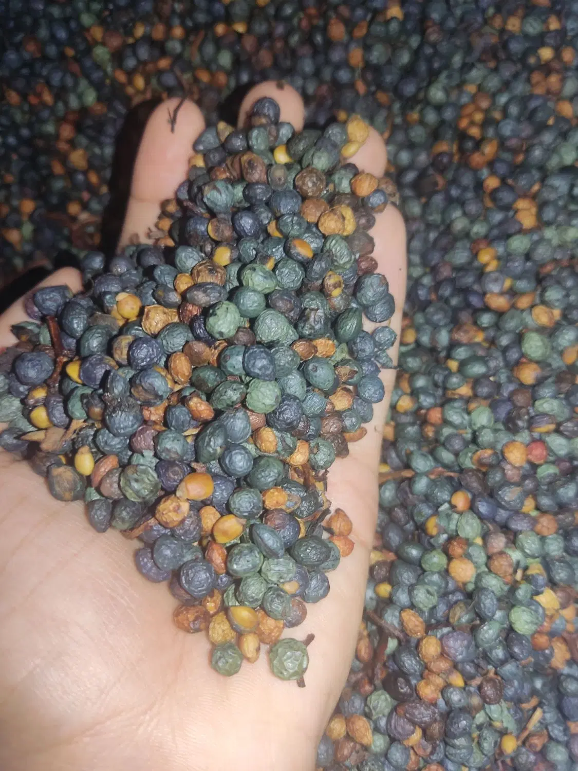 بنه|خوردنی و آشامیدنی|بندر کنگان, |دیوار