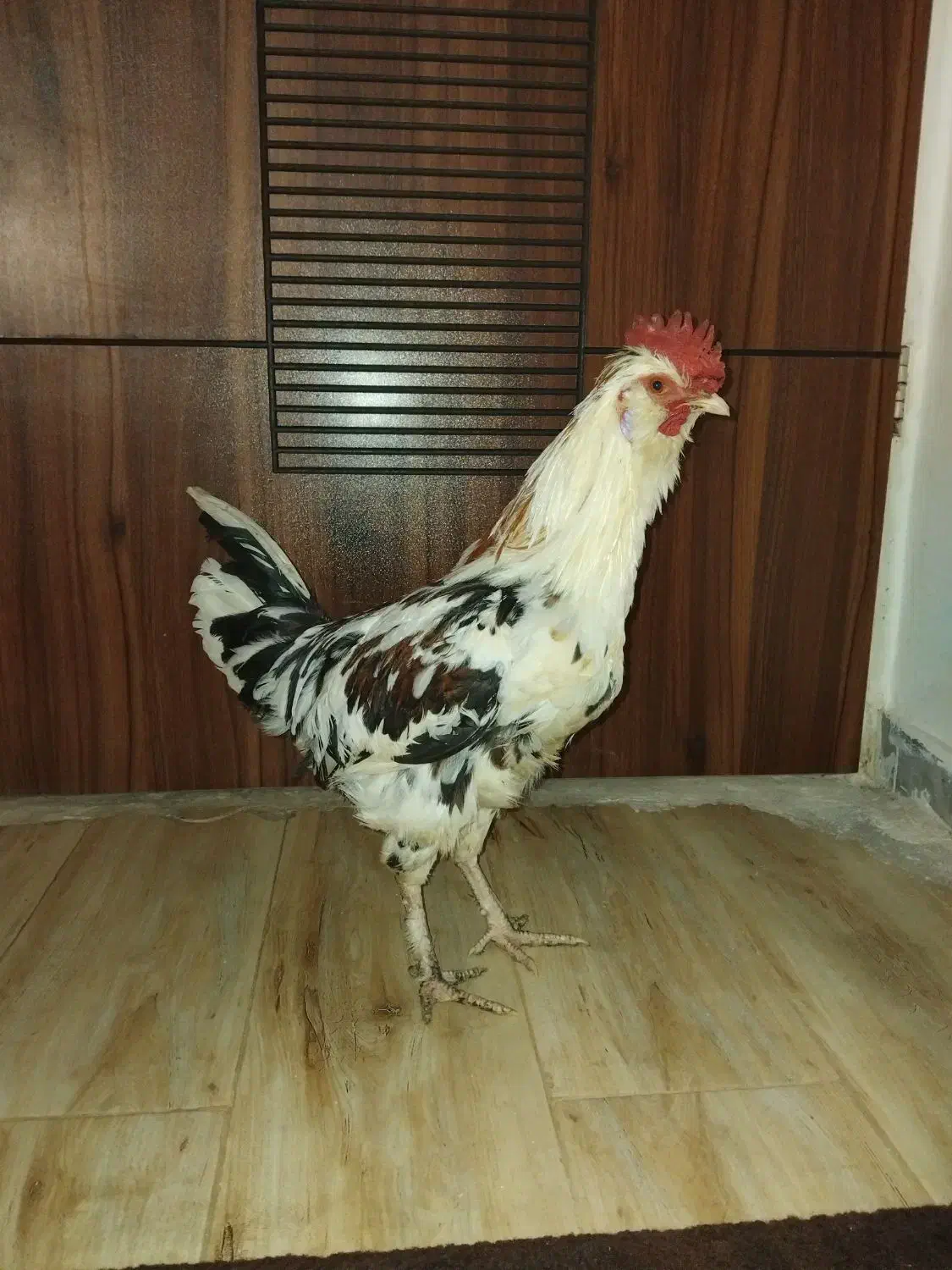 خروس گلین|حیوانات مزرعه|شاهینشهر, شهرک گلدیس|دیوار