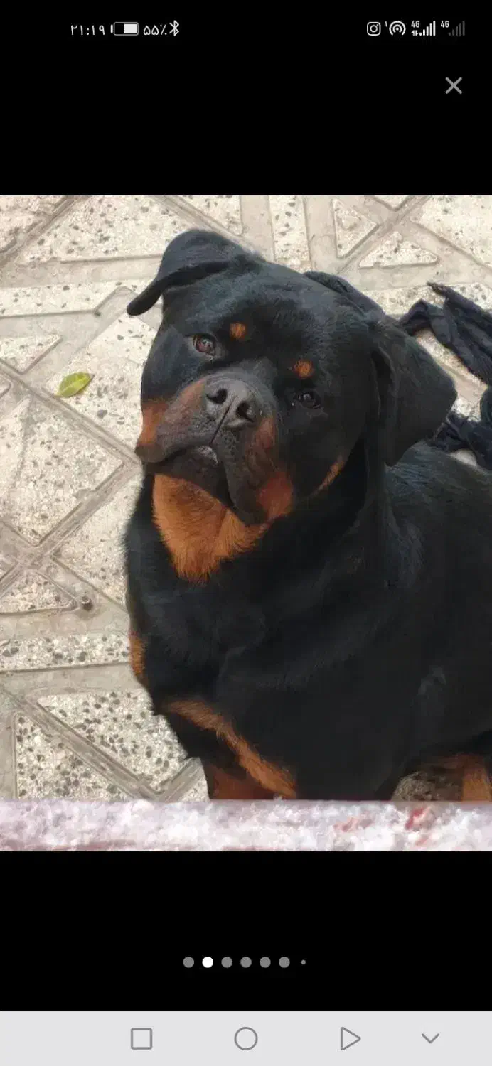 سگ رودفایلر|سگ|رودهن, |دیوار