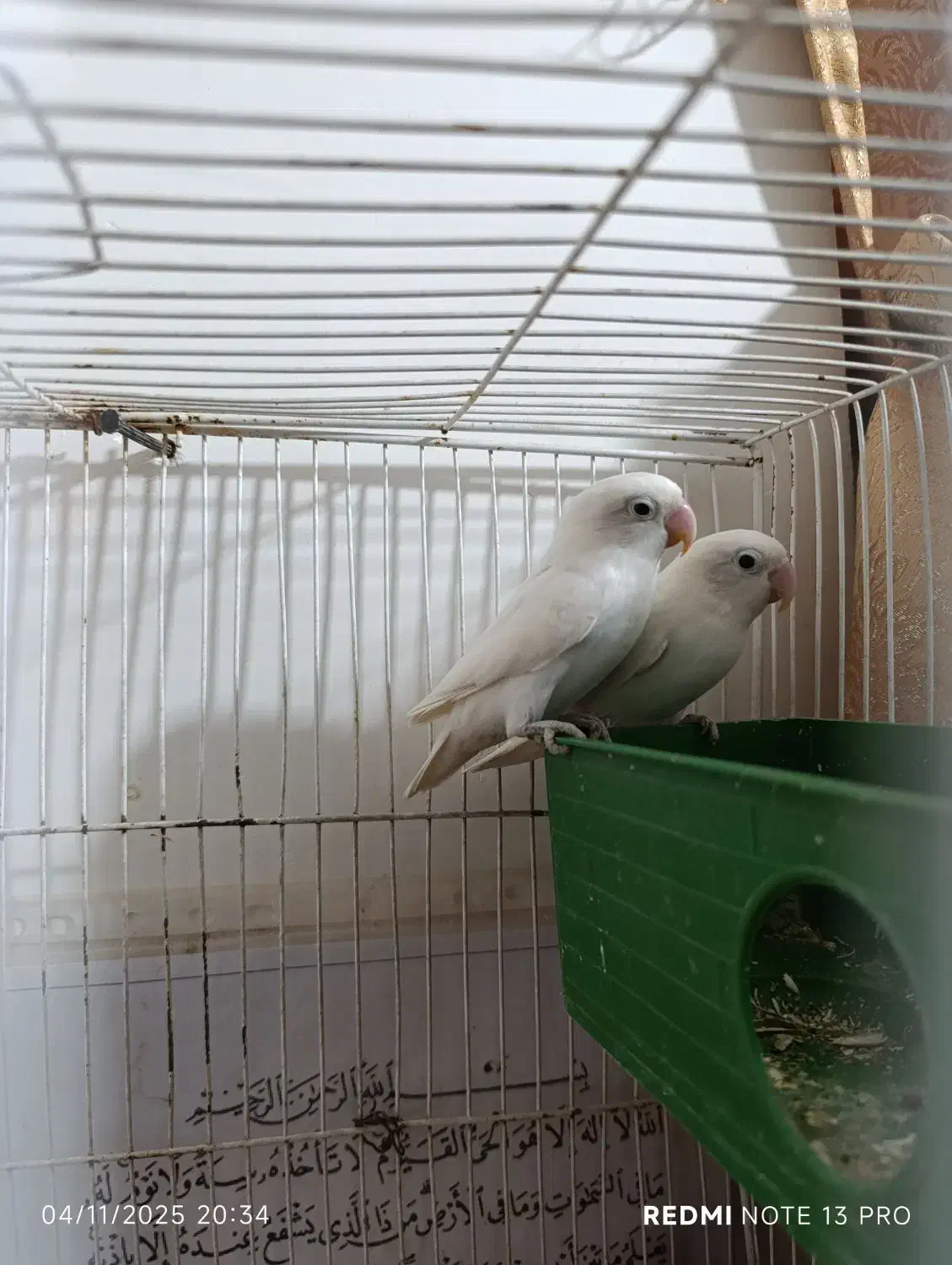 کوتوله فروشی|پرنده|ایرانشهر, |دیوار