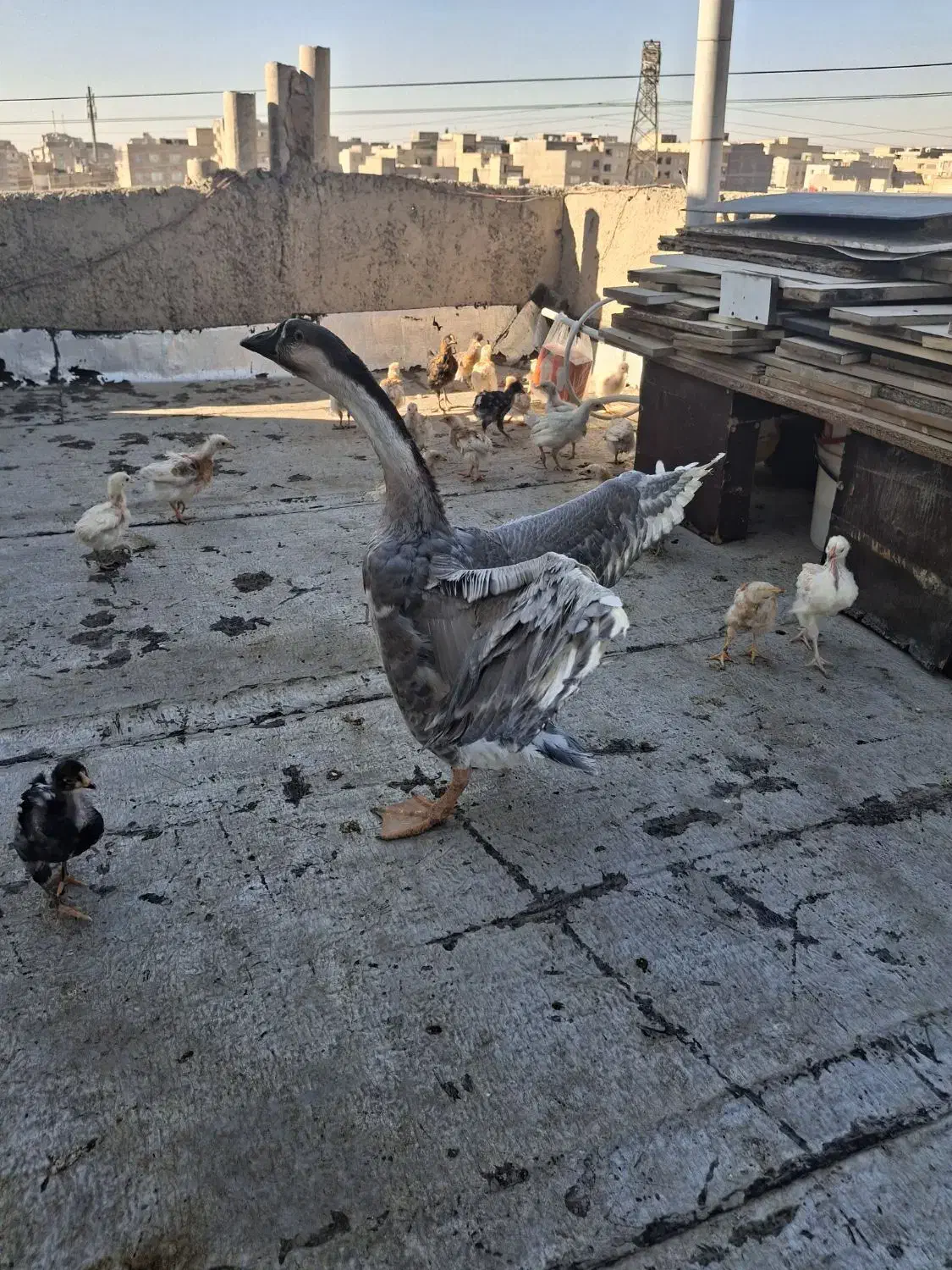 غاز خونگی|حیوانات مزرعه|فردیس, شهرک شهید حسینی|دیوار