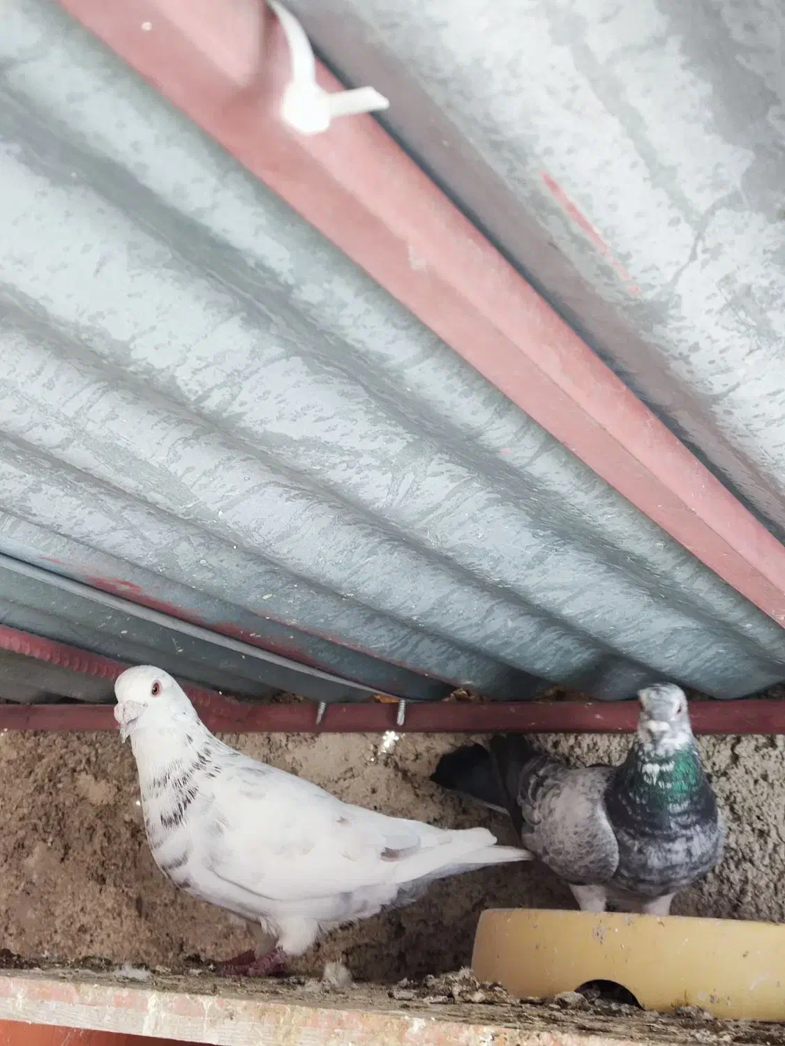 جفت سرور|پرنده|یاسوج, |دیوار