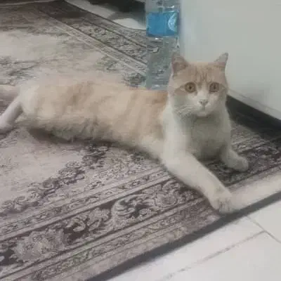 گربه گمشده  ارتش|حیوانات|تبریز, |دیوار