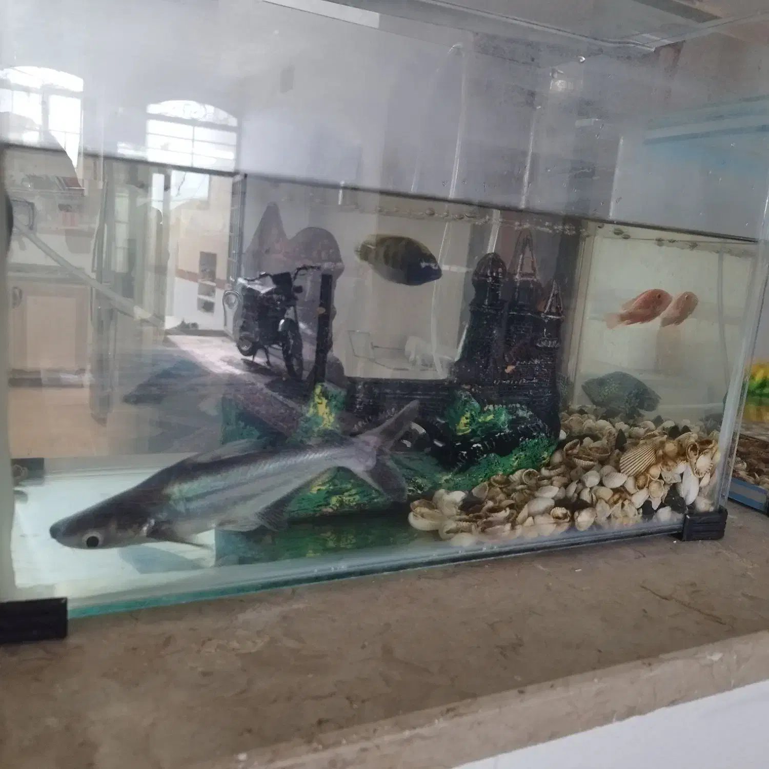 دو عدد آکواریوم|ماهی|فسا, |دیوار