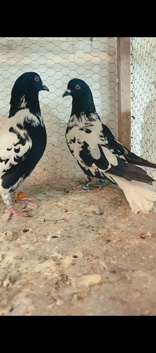 کبوتر|پرنده|مشهد, انصار|دیوار