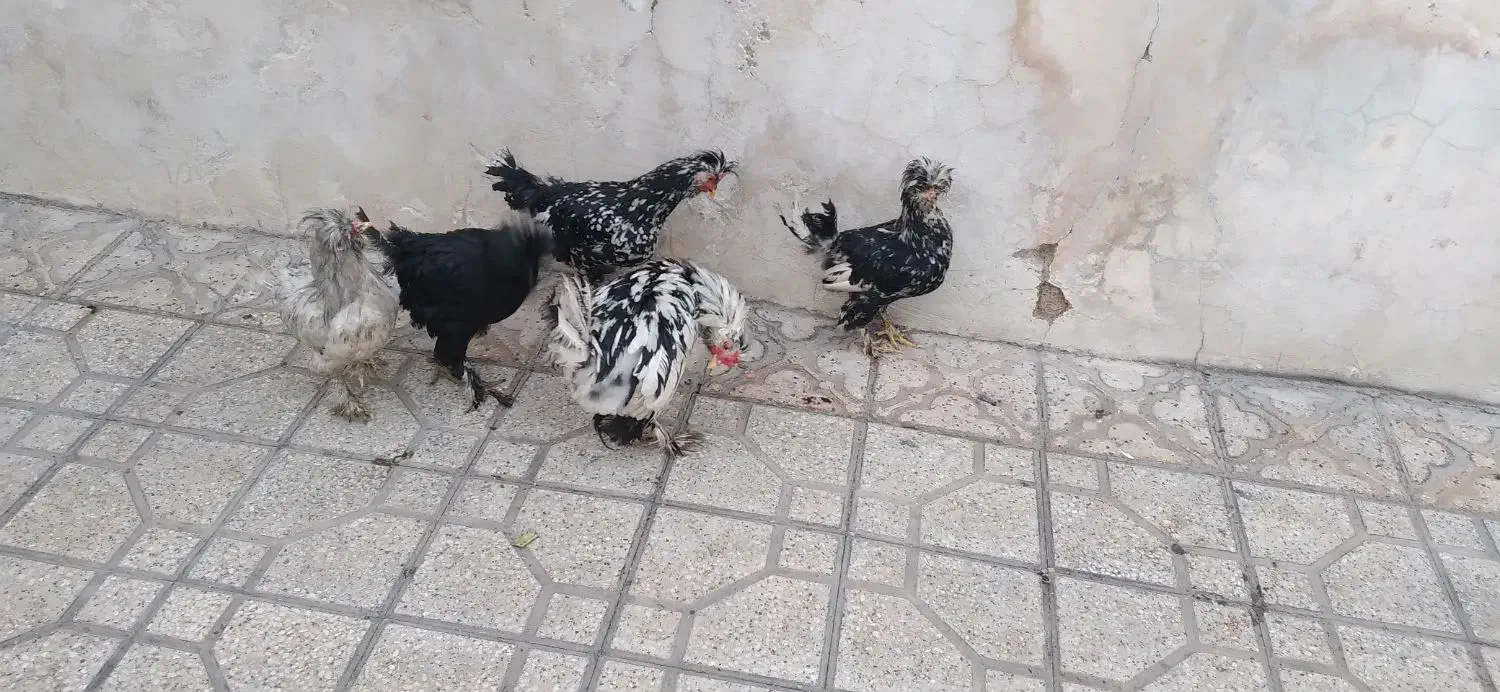 مرغ وخروس سلطان|حیوانات مزرعه|شیراز, شیخ علی چوپان|دیوار
