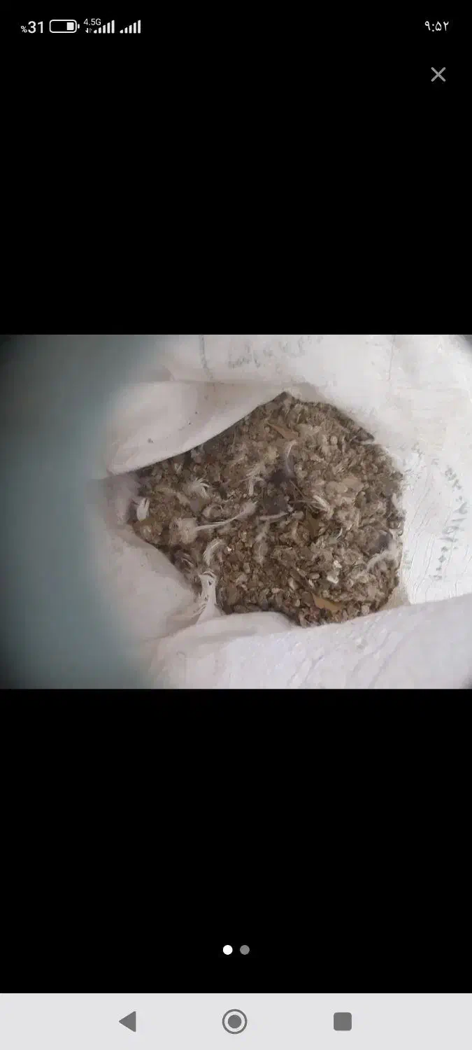 کود کفتر|گل و گیاه طبیعی|کرمان, |دیوار