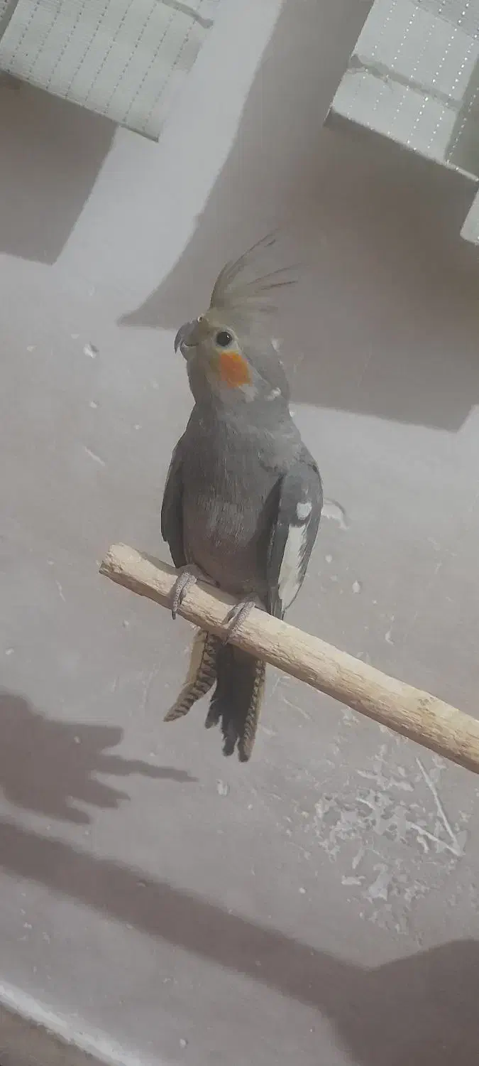 عروس هلندی سینامون نیم رام جوجه ۹ ماهه نر|پرنده|زرند, |دیوار