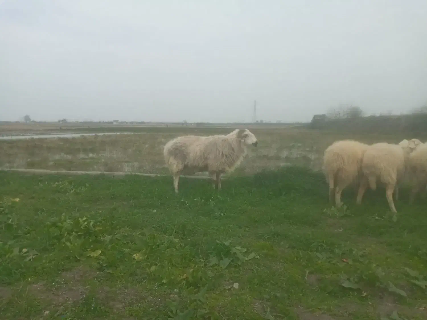 گوسفند نر جوان|حیوانات مزرعه|بابل, |دیوار