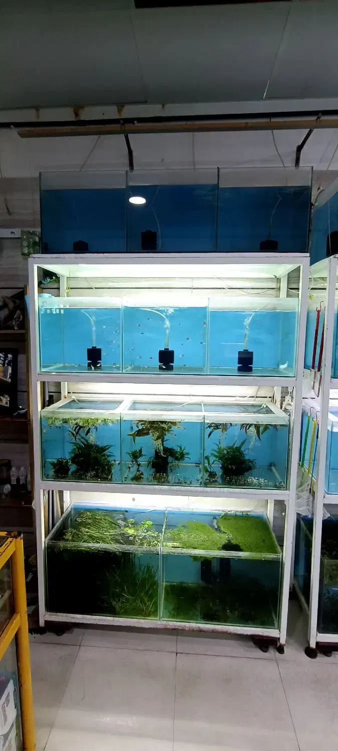 آکواریوم باپایه|ماهی|همدان, |دیوار