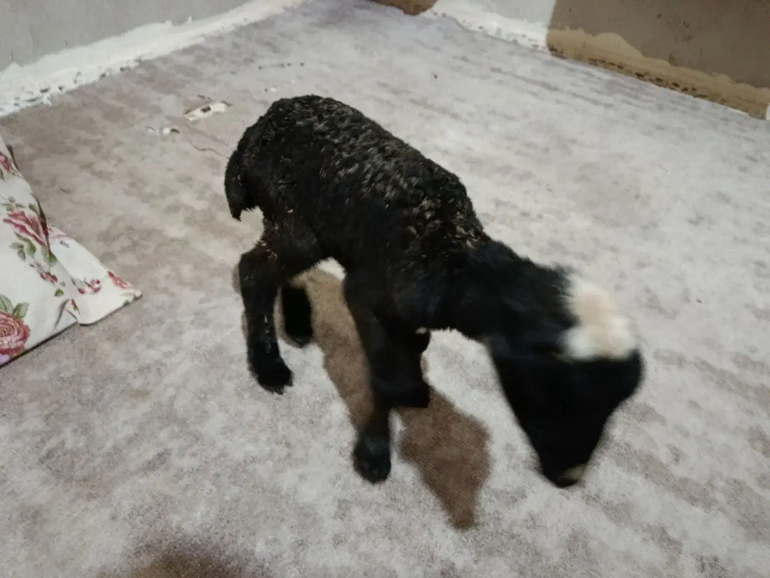 فروش بره شیری|حیوانات مزرعه|خورموج, |دیوار