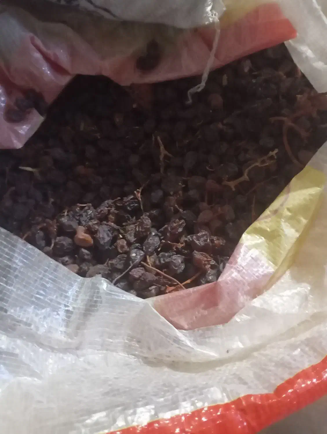 مویز|خوردنی و آشامیدنی|دشمن زیاری, |دیوار