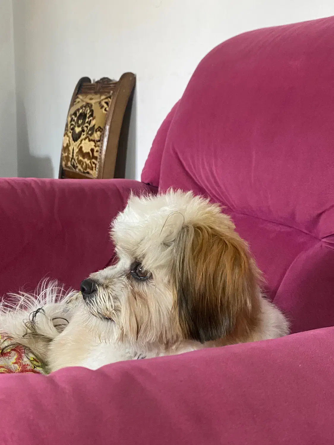 سگ شیتزو‌تریر|سگ|ساری, |دیوار