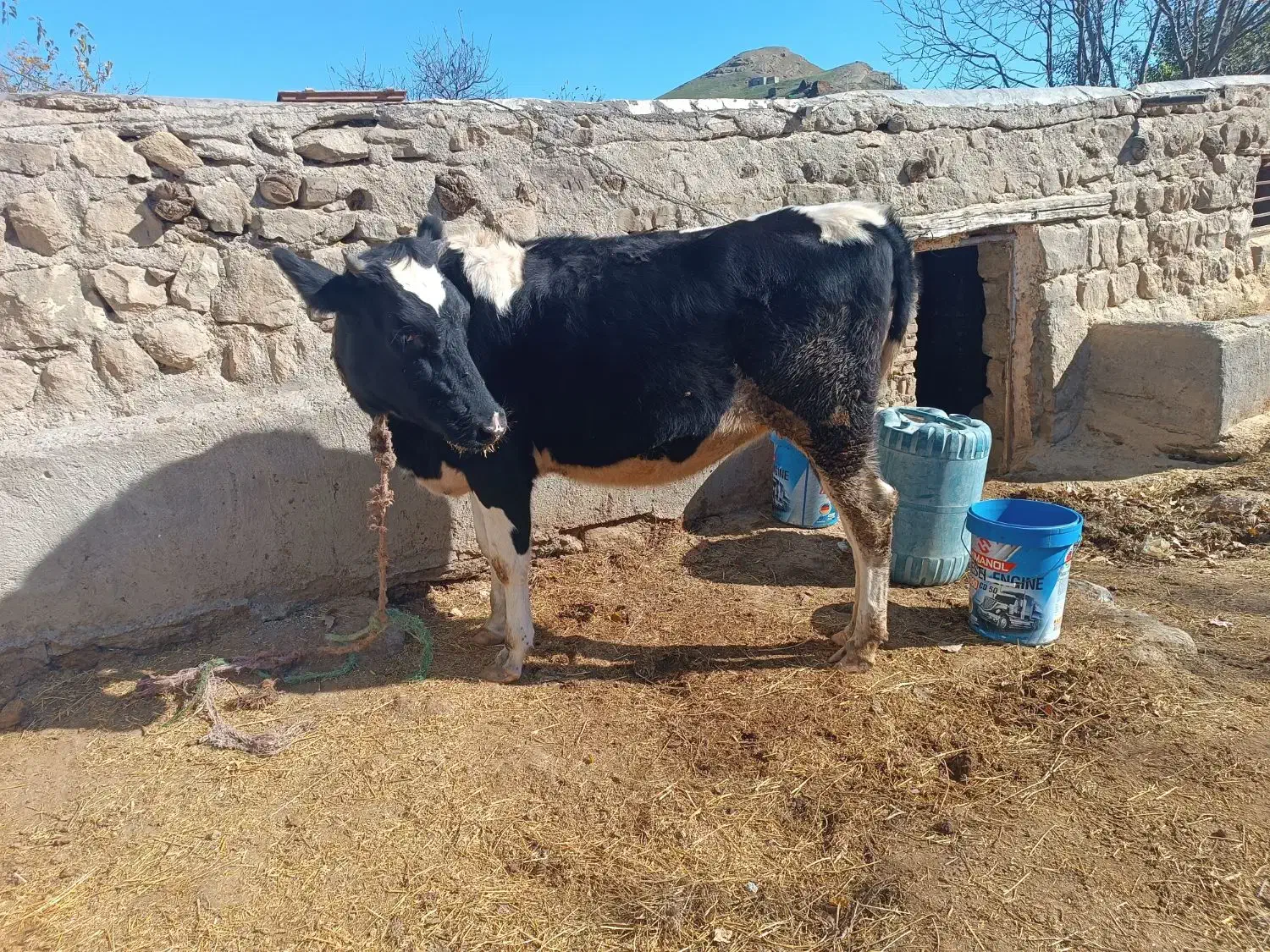 یک عدد گوساله هولشتاین اصل هفت ماه آبستن|حیوانات مزرعه|انگوت, |دیوار