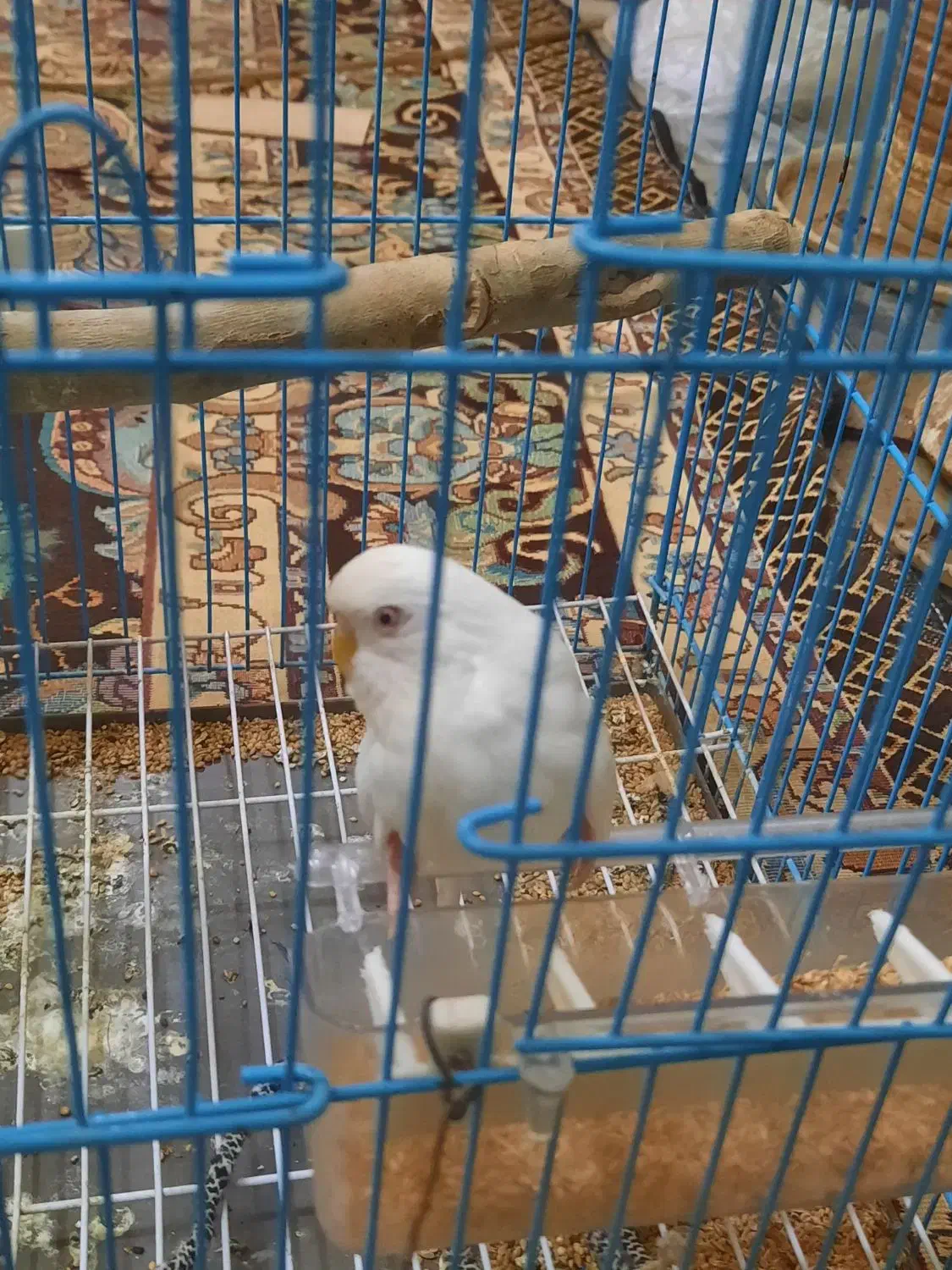 مرغ عشق سفید هلندی|پرنده|کرمان, |دیوار